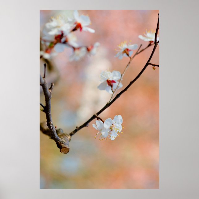 Affiche Superbes fleurs japonaises d'abricot (Devant)