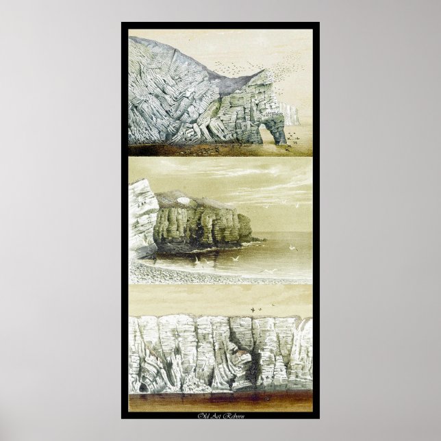 Affiche sur la vie des oiseaux ~ Cliff Habitat (Devant)