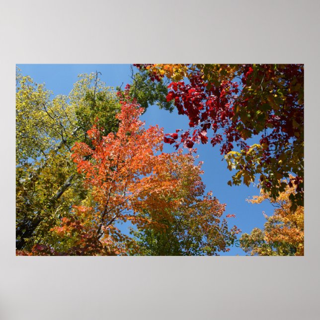 Affiche Sur Les Arbres (Devant)