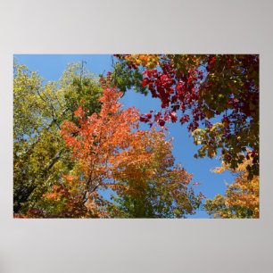 Affiche Sur les dessus d'arbre