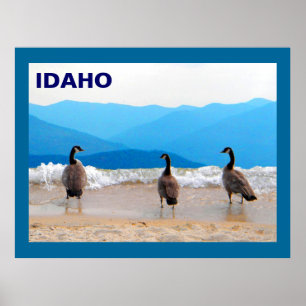 Affiche SURF ! - Oies