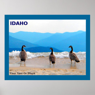 Affiche SURF ! - Oies