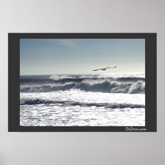 Affiche Surf Seagull