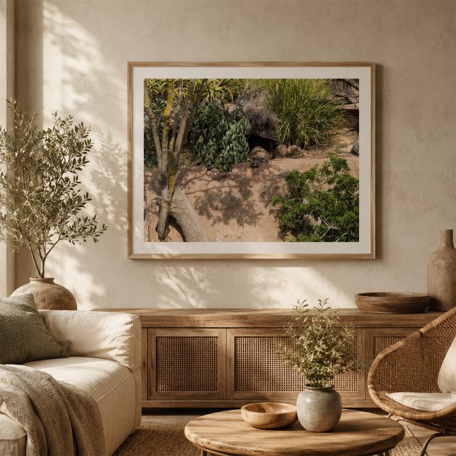 Affiche Suricates au repos dans leur habitat naturel Faune (Créateur téléchargé)