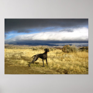 Affiche Surprise bleue de Weimaraner
