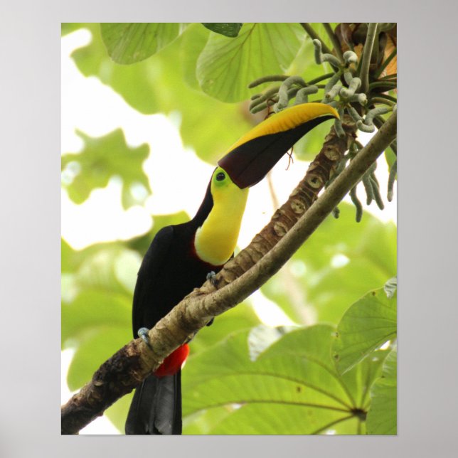 Affiche Swainson Toucan (Devant)