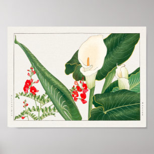 Affiche Swainsona galegifolia, Calla lily, Tanigami Konan