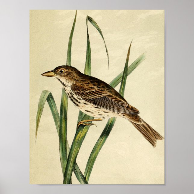 Affiche Swallow vintage (Devant)