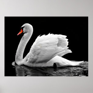 Affiche Swan