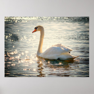 Affiche Swan