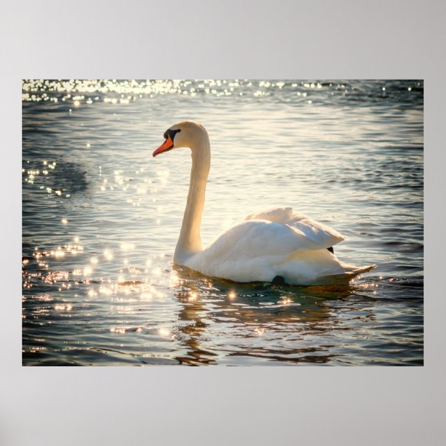 Affiche Swan (Devant)