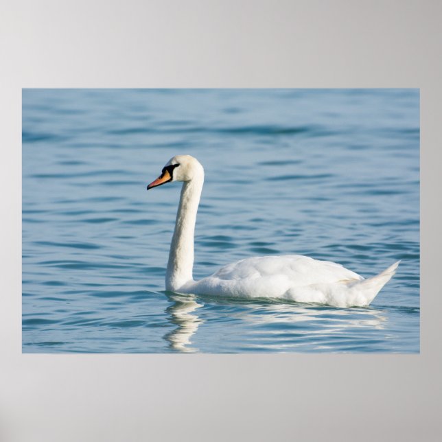 Affiche Swan (Devant)