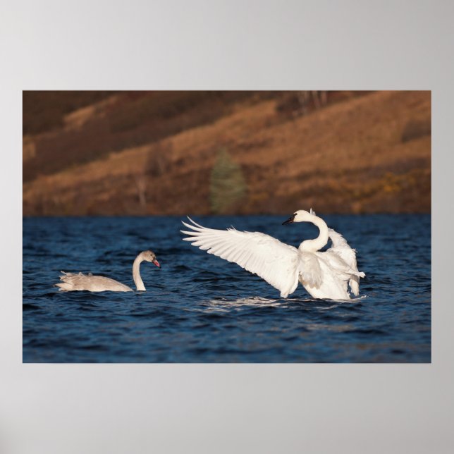 Affiche Swan (Devant)