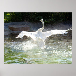 Affiche Swan