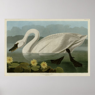 Affiche Swan commun américain - Les oiseaux d'Amérique d'A