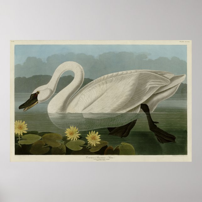 Affiche Swan commun américain - Les oiseaux d'Amérique d'A (Devant)