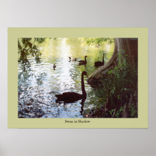Affiche Swan dans l'ombre