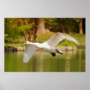 Affiche Swan in Flight