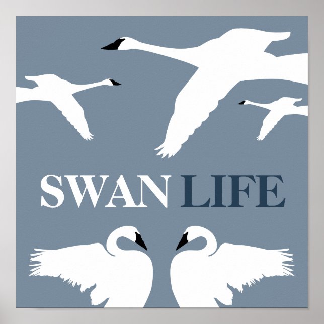 Affiche Swan Life (Devant)