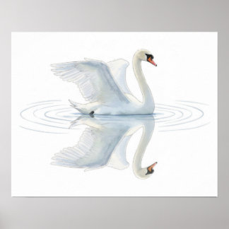 Affiche Swan Reflection