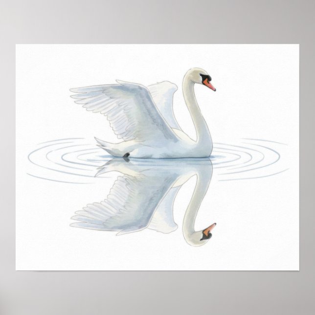 Affiche Swan Reflection (Devant)
