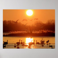 Swans dans le lac au coucher du soleil