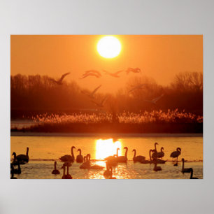 Affiche Swans dans le lac au coucher du soleil