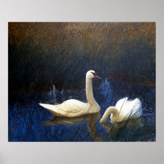 Affiche Swans in Reeds (1907)