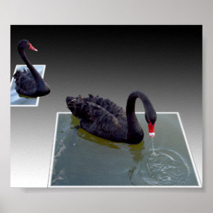 Affiche Swans Noirs Nageant Dans Des Étangs Dimensionnels,