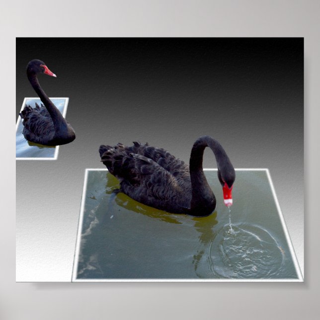Affiche Swans Noirs Nageant Dans Des Étangs Dimensionnels, (Devant)