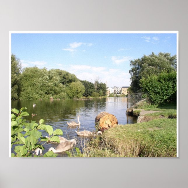 Affiche Swans sur la rivière Liffey Dublin Irlande (Devant)