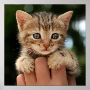Affiche Sweet Baby Kitten