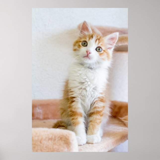 Affiche Sweet Blue Eyed Kitty (Devant)