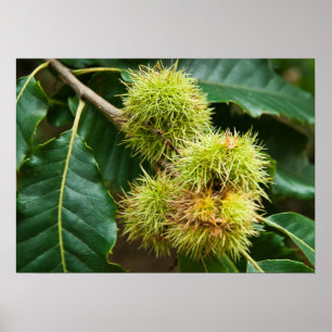 Affiche Sweet Chestnut