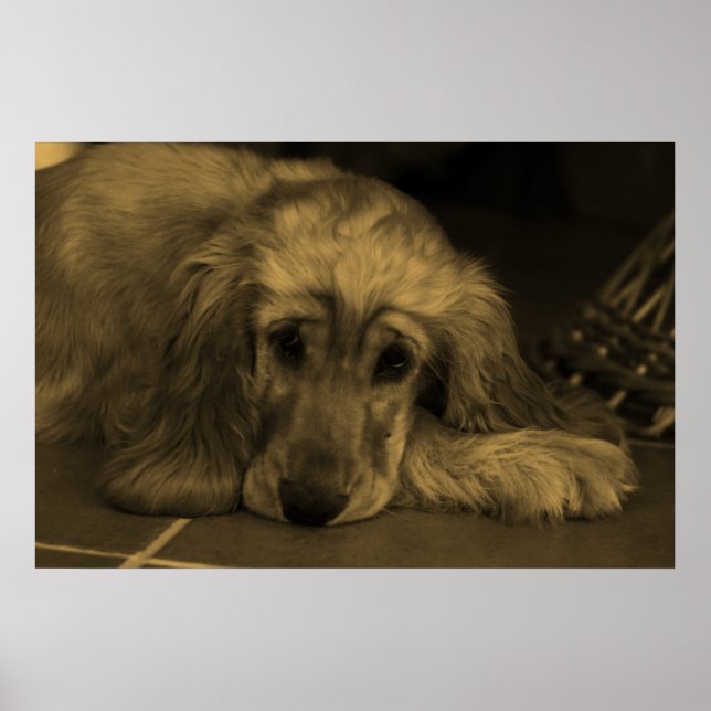 Affiche Sweet Dog - Golden Retriever en Sepia Tones (Devant)