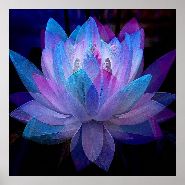Affiche Sweet Lotus.... (Devant)