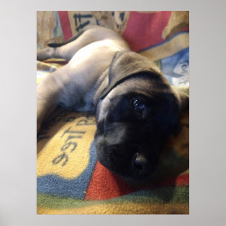 Affiche Sweet Mastiff Puppy