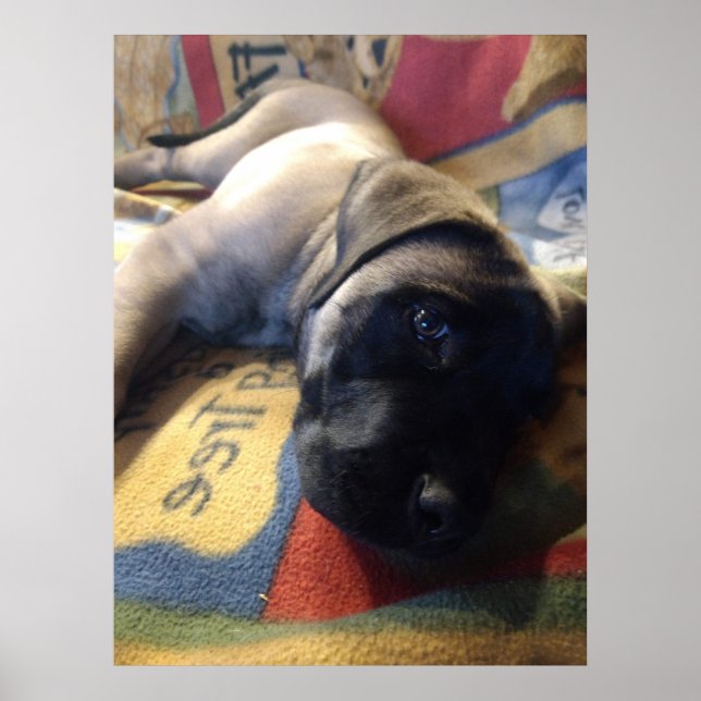 Affiche Sweet Mastiff Puppy (Devant)