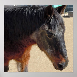 Affiche Sweet Old Pony Horse - Chevaux et Ponies