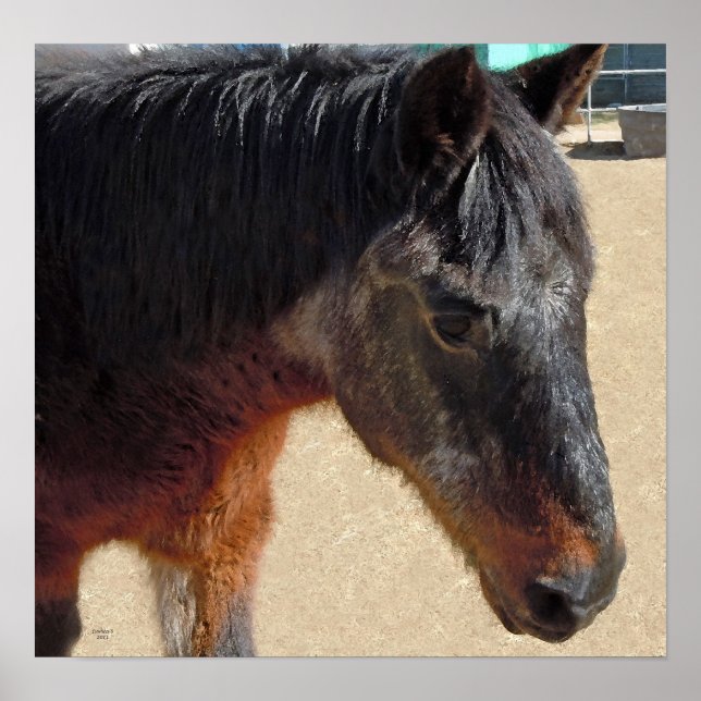 Affiche Sweet Old Pony Horse - Chevaux et Ponies (Devant)