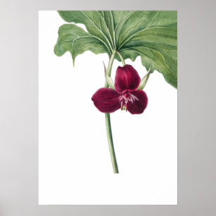 Affiche Sweet Trillium Art Imprimer par Mary Vaux Walcott