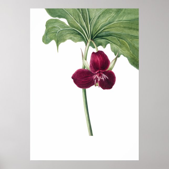 Affiche Sweet Trillium Art Imprimer par Mary Vaux Walcott (Devant)