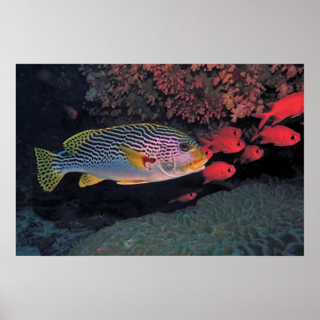 Affiche Sweetlips and Bigeyes (Devant)