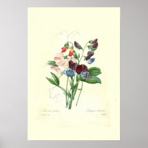 Affiche Sweetpeas