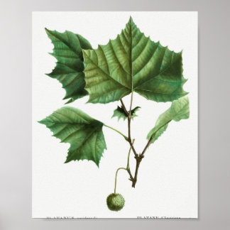 Affiche Sycamore américain (Platanus occidentalis) de Tra