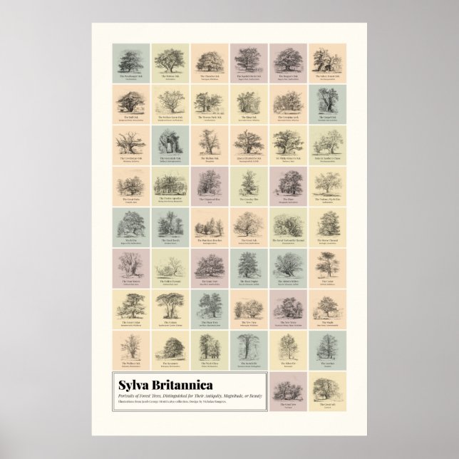 Affiche Sylva Britannica (Devant)