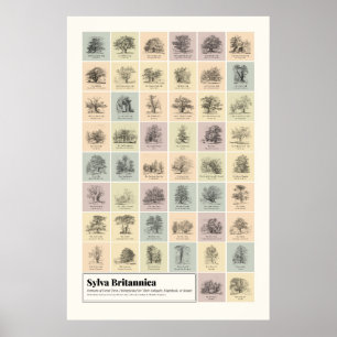 Affiche Sylva Britannica