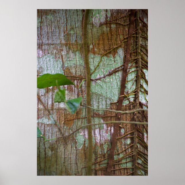 Affiche Symbiose (Devant)