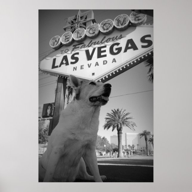 Affiche Symbole Maggie - Las Vegas (Devant)