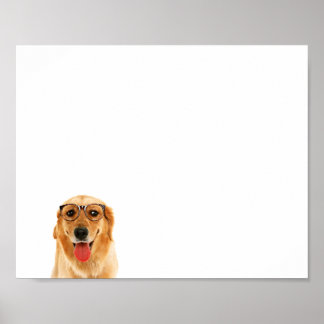 Affiche Sympa chien Golden Retriever